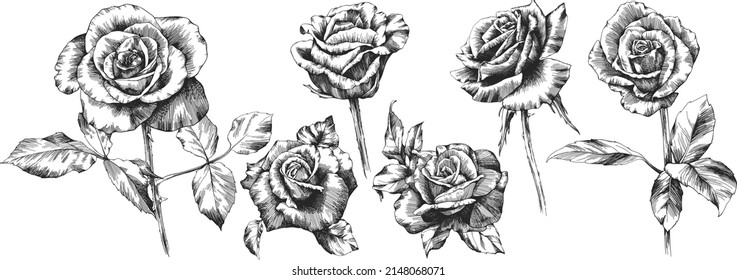 Roses outline vector set. Flowers hand drawn.