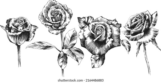 Roses outline vector set. Flowers hand drawn.