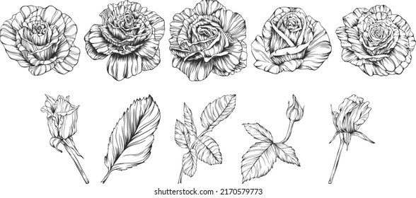 Conjunto de vectores de contorno de rosas. Flores dibujadas a mano.