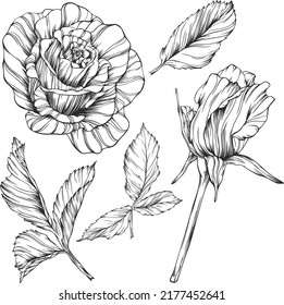 Roses outline vector set. Flowers hand drawn.