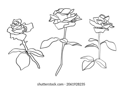 Roses  pattern.Image on a white and color backgroundr.Vector.