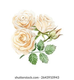 Roses peach watercolor. Hand drawn vector illustration of a beautiful bouquet of pastel flowers. For birthday greeting cards, Valentines Day, wedding invitations, summer banners, posters, labels.