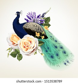Roses and peacock. Vector illustration
