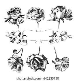 Roses, peony, anemone flowers drawing vector illustration and line art. illustration black ink for tattoo design. 