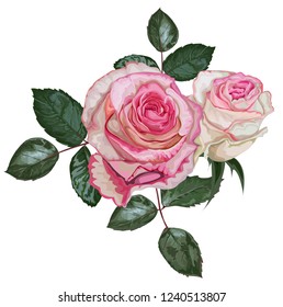 Roses pink color 