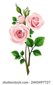 Roses. Pink rose flowers with stems isolated on a white background. Rose branch. Vector illustration. Hand-drawn illustrtion, not AI