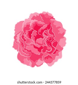 Roses pink  vector illustration