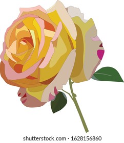 Roses are planted for beauty and garden decoration.