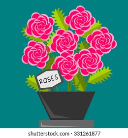 Roses in a pot with the mark roses