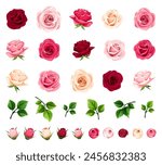 Roses. Red, pink, and white rose flowers and green leaves isolated on a white background. Set of vector rose design elements