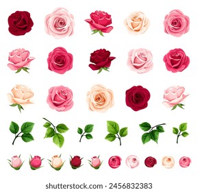 Roses. Red, pink, and white rose flowers and green leaves isolated on a white background. Set of vector rose design elements