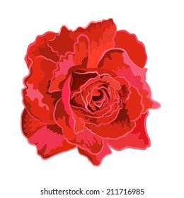 Roses red realistic vector illustration