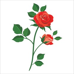 Roses. Red Rose Branches. Red Roses Hand Drawn Color Set. Rose Flowers Isolated On White Background. Vector Colored Elements Illustration For Happy Valentines Day