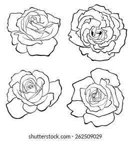 Roses Set Hand Drawn Black White Stock Vector (Royalty Free) 262509029