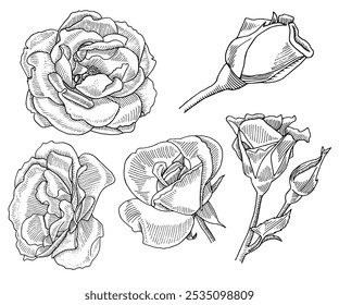 Conjunto de rosas dibujado a mano. Ilustración de tinta botánica de dibujo de boceto de Rosebud. Florece para la colección del ramo. Uso para el diseño y la decoración del paquete. Ilustración vectorial.