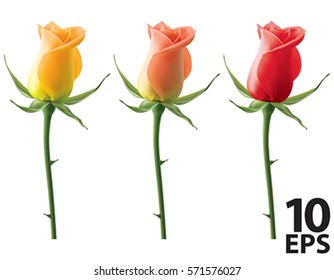 Roses set isolated on white, vector 3D illustration