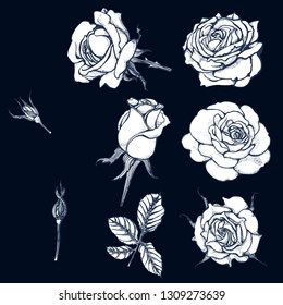 roses set on black background, vector illustration, hand drawing