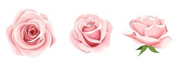 Roses. Set Of Three Pink Rose Flowers Isolated On A White Background. Vector Illustration