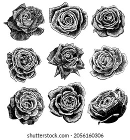 Roses set vector drawing illustration in scratch style. vector isolated element on the white background