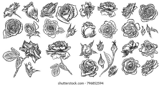 Roses set. Vintage flower collection. Wild flowers mix for design. Vector.