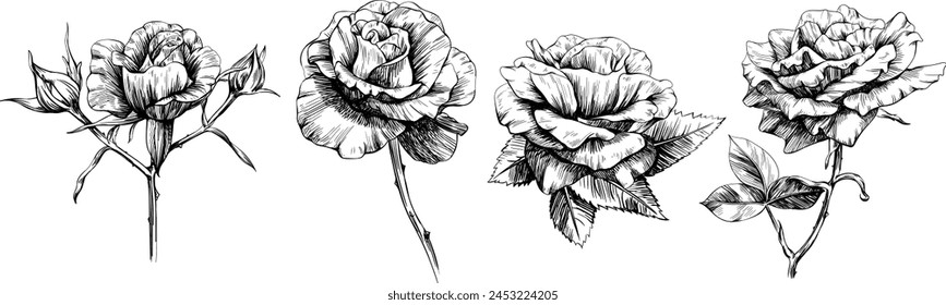 Roses set, vintage line drawing or engraving illustration.