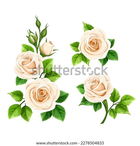 Roses. Set of white rose flowers isolated on a white background. Vector illustration
