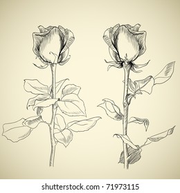 roses, sketch