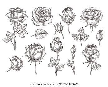 Roses sketch. Drawing rose, arrangement floral and leaves. Botanical elements in vintage style. Tattoo template with garden plants, neoteric vector set