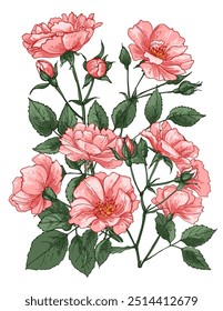 Roses Sketch of flowers. Flowers vector line drawing. Drawn by a black line on a white background.