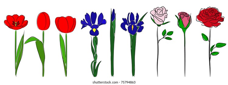 Roses Tulips and irises in hand drawn style