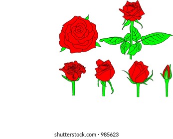 roses vector
