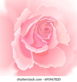 Roses. Vector card. Garden flower hand drawing pastel. Realistic floral illustration - design template luxury packing, wrapping paper. Pink flowers and green leaves on white background.