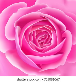 Roses. Vector card. Garden flower hand drawing pastel. Realistic floral illustration - design template luxury packing, wrapping paper. Pink flowers and green leaves on white background.
