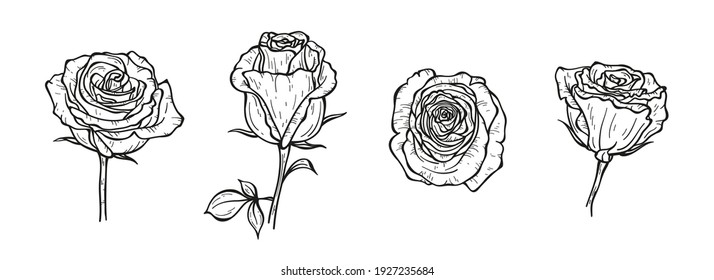 Roses Vector Floral Set. Hand drawn Sketch Rose Flower Buds. Summer Garden Flowers