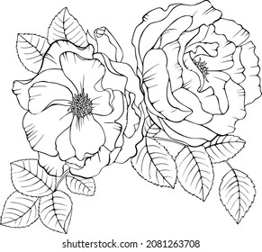 Roses vector illustration. Isolated art line on a white background.