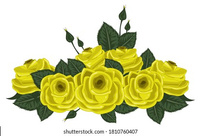 roses vector illustration on white