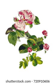 Roses vector on white backgraund.