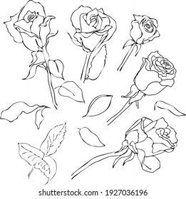 Rosen-Vektorset einzeln, Blumen und Blätter-Skizze