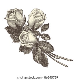 Roses - vintage engraved illustration - "La mode illustrée" by Firmin-Didot et Cie in 1882 France