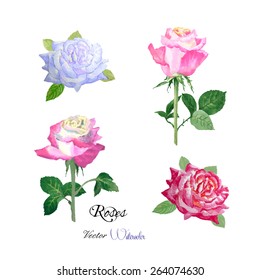 Roses watercolor flowers set. Vector illustration