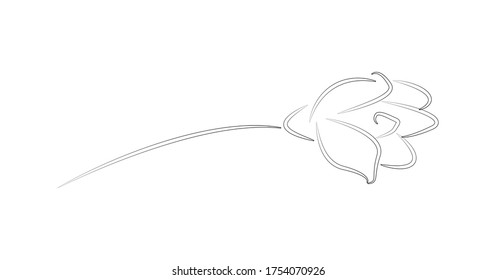 rose.sketch. isolated on a white background.vector.