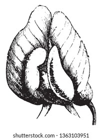 A rosette is a round, stylized flower design, used extensively in sculptural objects from antiquity, appearing in Mesopotamia and used to decorate the funeral stele in Ancient Greece, vintage