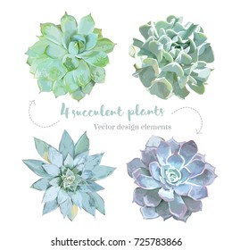 Rosette shaped succulents Echeveria vector design set. Mint, green, purple, blue colored flowers on white. Desert decorative plants collection. Watercolor style. All elements are isolated and editable