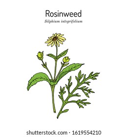 Rosinweed (Silphium integrifolium), medicinal plant. Hand drawn botanical vector illustration