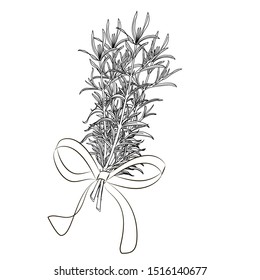 Rosmarinus officinalis aka rosemary sketch on elegant lace background. Aromatherapy series. Great for traditional medicine, perfume design, cooking or gardening.