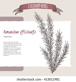 Rosmarinus officinalis aka rosemary vector hand drawn sketch. Culinary herbs collection. Great for cooking, medical, gardening design.