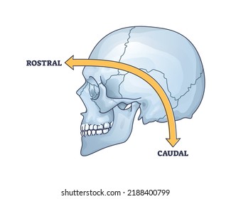 Rostral vs caudal as location in frontal or back location outline diagram. Labeled educational human anatomy terminology explanation with curved axis angle for medical skull area vector illustration