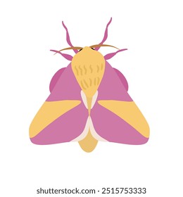 Rosy maple moth pink illustration