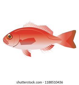 Rosy Seabass or Doederleinia berycoides