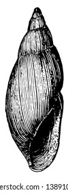 Rosy Wolf Snail is a predatory snail in the Spiraxidae family of air breathing land snails, vintage line drawing or engraving illustration.